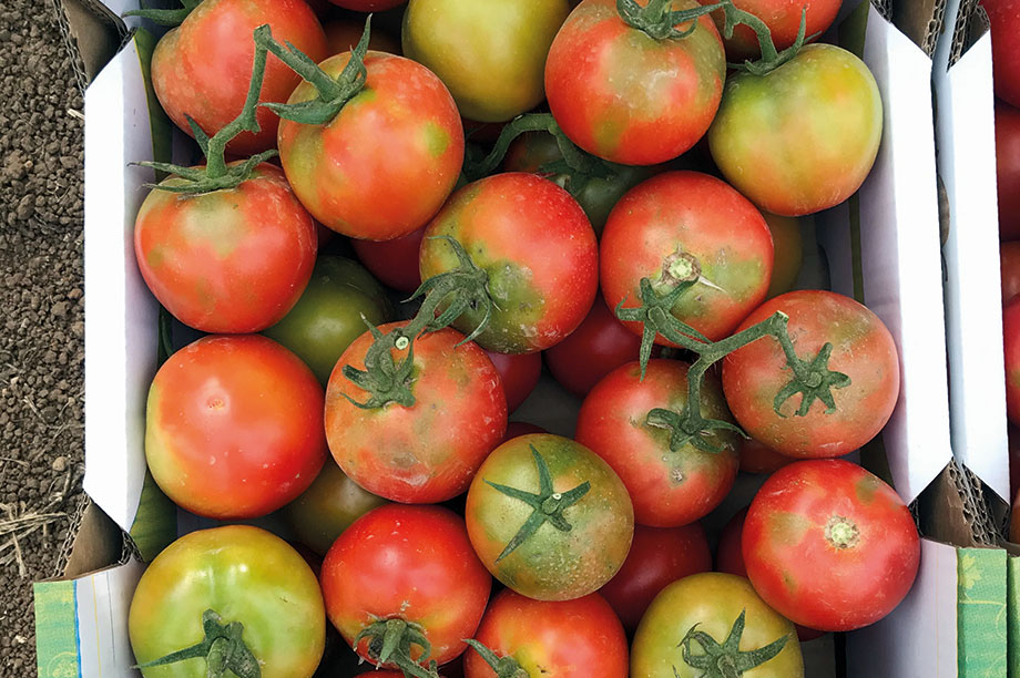 Crate of tomatoes with patchy red and green colouring due to tomato brown rugnose fruit virus